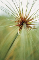 Papyrus, Cyperus papyrus.