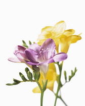 Freesia.