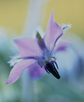 Borage, Borago officinalis.