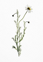 Chamomile, Chamaemelum nobile.