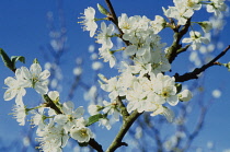 Cherry, Wild Cherry, Prunus avium.