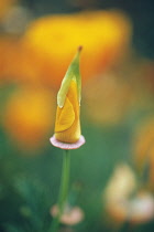 Poppy, Californian poppy, Eschscholzia californica.