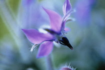 Borage, Borago officinalis.