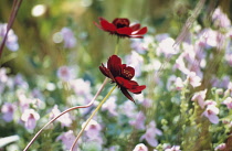 Cosmos, Chocolate cosmos, Cosmos atrosanguineus.