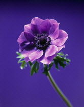 Anemone, Anemone coronaria 'Lord Lieutenant'.