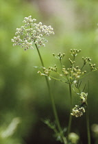 Coriander, Coriandrum sativum.