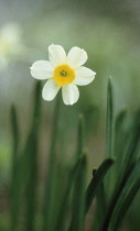 Daffodil, Narcissus.