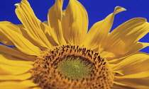 Sunflower, Helianthus annuus.