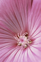 Mallow, Lavatera trimestris 'Silver cup'.