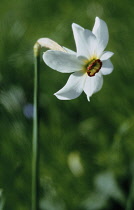 Narcissus, Narcissus poeticus.