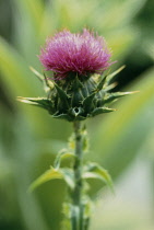 Milk Thistle, Blessed Mary thistle, Silybum marianum.