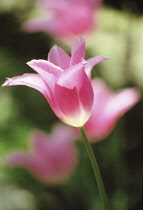Tulip, Tulipa.