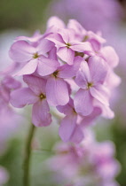 Sweetrocket, Dame's rocket, Hesperis matronalis.