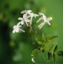 Jasmine, Jasminum polyanthum.