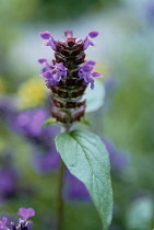 Selfheal, Prunella vulgaris.