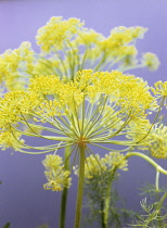 Dill, Anethum graveolens.