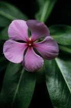 Periwinkle, Madagascar periwinkle, Catharanthus roseus.