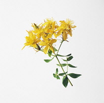 St John's Wort, Hypericum perforatum.