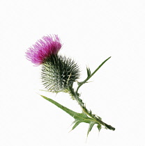 Thistle, Spear thistle, Scotch thistle, Bull thistle, Cirsium vulgare.