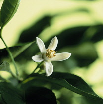 Bergamot, Citrus, Citrus bergamia.