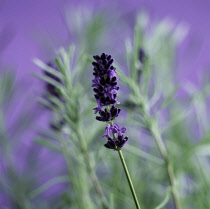 Lavender, Lavandula augustifolia.