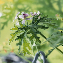 Geranium, Scented geranium, Pelargonium, Pelargonium graveolens.