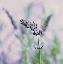 Lavender, Lavandula augustifolia.