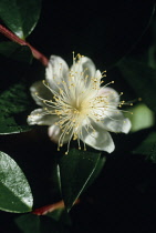 Myrtle, Myrtus communis.