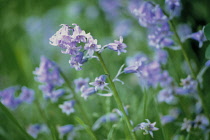 Bluebell, Spanish bluebell, Hyacinthoides hispanica.