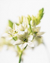 Star-of-Bethlehem, Ornithogalum.