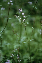 Verbenaofficinalis, Vervain, Common Verbena, Verbena officinales.
