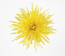 Dahlia.