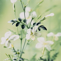 Jasmine, Jasminum.