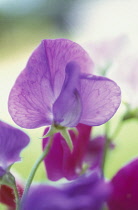 Sweetpea, Lathyrus odoratus.