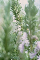 Rosemary, Rosmarinus officinalis.