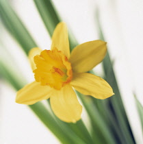Daffodil, Narcissus 'Tete-a-Tete'.