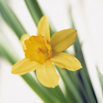 Daffodil, Narcissus 'Tete-a-Tete'.