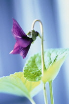 Violet, Sweet violet, Viola odorata.