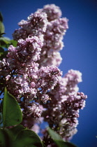 Lilac, Syringa.