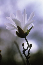 Starmagnolia, Magnolia stellata.