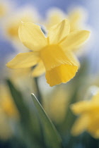 Daffodil, Narcissus 'Tete-a-Tete'.