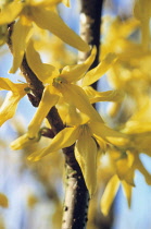 Forsythia.