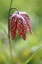 Fritillary, Snake's head fritillary, Fritillaria meleagris.