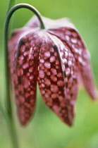 Fritillary, Snake's head fritillary, Fritillaria meleagris.