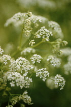 Sweetcicely, Myrrhis odorata.