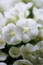 Phlox, Phlox paniculata.