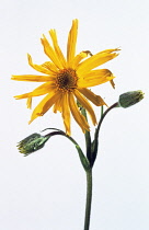 Arnica, Arnica montana.