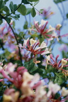 Honeysuckle, Lonicera.