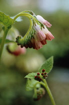 Comfrey, Symphytum 'Hidcote Pink'.