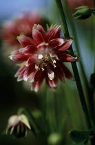 Aquilegia, Columbine, Aquilegia vulgaris 'Nora Barlow'.